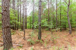 property photo for Whiskey Ridge Tract 94, 9.98 acres for sale in Henderson County, Tennessee