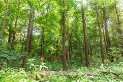 property photo for Whiskey Ridge Tract 95, 9.48 acres for sale in Henderson County, Tennessee