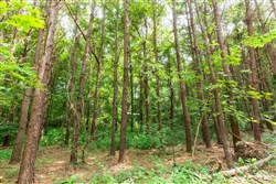 property photo for Whiskey Ridge Tract 95, 9.48 acres for sale in Henderson County, Tennessee