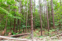 property photo for Whiskey Ridge Tract 95, 9.48 acres for sale in Henderson County, Tennessee