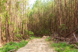 property photo for Whiskey Ridge Tract 95, 9.48 acres for sale in Henderson County, Tennessee