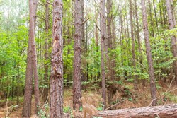 property photo for Whiskey Ridge Tract 95, 9.48 acres for sale in Henderson County, Tennessee