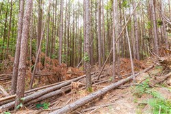 Whiskey Ridge Tract 96
