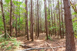 Whiskey Ridge Tract 96