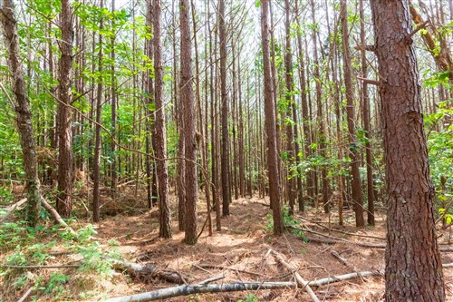 Whiskey Ridge Tract 96