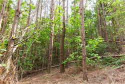 Whiskey Ridge Tract 96