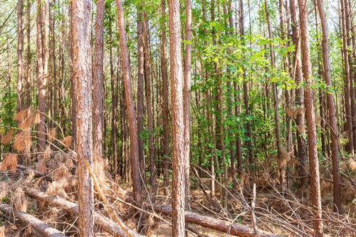 Whiskey Ridge Tract 97