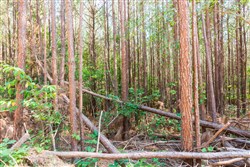 Whiskey Ridge Tract 97