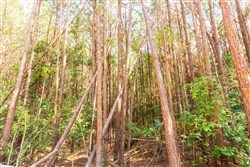 Whiskey Ridge Tract 97