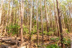 Whiskey Ridge Tract 97