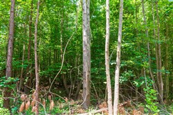 property photo for Whiskey Ridge Tract 98, 14.48 acres for sale in Henderson County, Tennessee