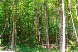 property photo for Whiskey Ridge Tract 98, 14.48 acres for sale in Henderson County, Tennessee