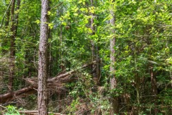 property photo for Whiskey Ridge Tract 98, 14.48 acres for sale in Henderson County, Tennessee