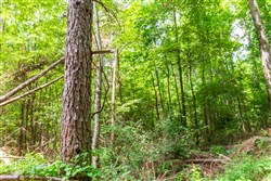 property photo for Whiskey Ridge Tract 99, 8.83 acres for sale in Henderson County, Tennessee