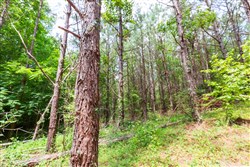 property photo for Whiskey Ridge Tract 99, 8.83 acres for sale in Henderson County, Tennessee