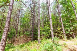 property photo for Whiskey Ridge Tract 99, 8.83 acres for sale in Henderson County, Tennessee