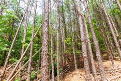 property photo for Whiskey Ridge Tract 99, 8.83 acres for sale in Henderson County, Tennessee