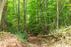 property photo for Whiskey Ridge Tract 99, 8.83 acres for sale in Henderson County, Tennessee