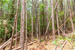 property photo for Whiskey Ridge Tract 99, 8.83 acres for sale in Henderson County, Tennessee