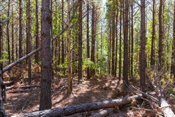 property photo for Bear Brook Tract 10, 9.03 acres for sale in Perry County, Tennessee