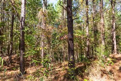 property photo for Bear Brook Tract 10, 9.03 acres for sale in Perry County, Tennessee