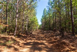 property photo for Bear Brook Tract 10, 9.03 acres for sale in Perry County, Tennessee