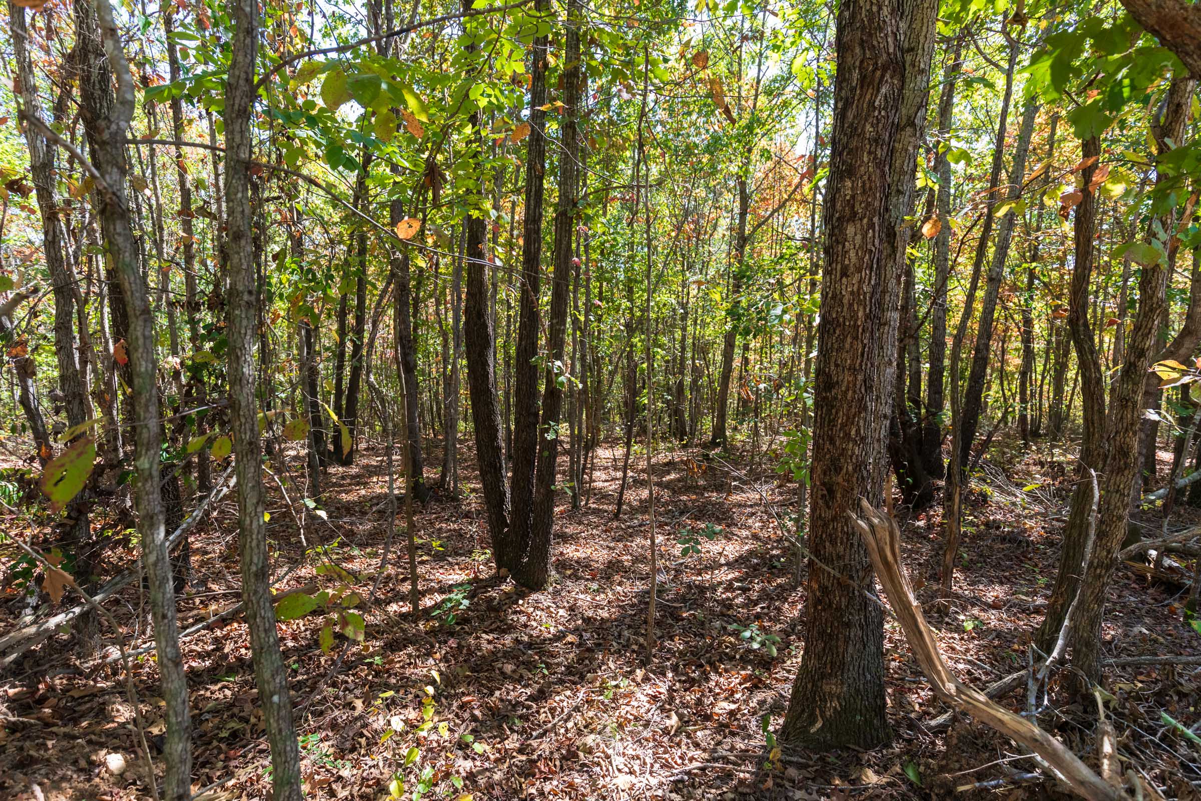Tract 11 at Bear Brook in Perry County, Tennessee