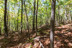 property photo for Bear Brook Tract 11, 9.08 acres for sale in Perry County, Tennessee