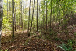 property photo for Bear Brook Tract 11, 9.08 acres for sale in Perry County, Tennessee