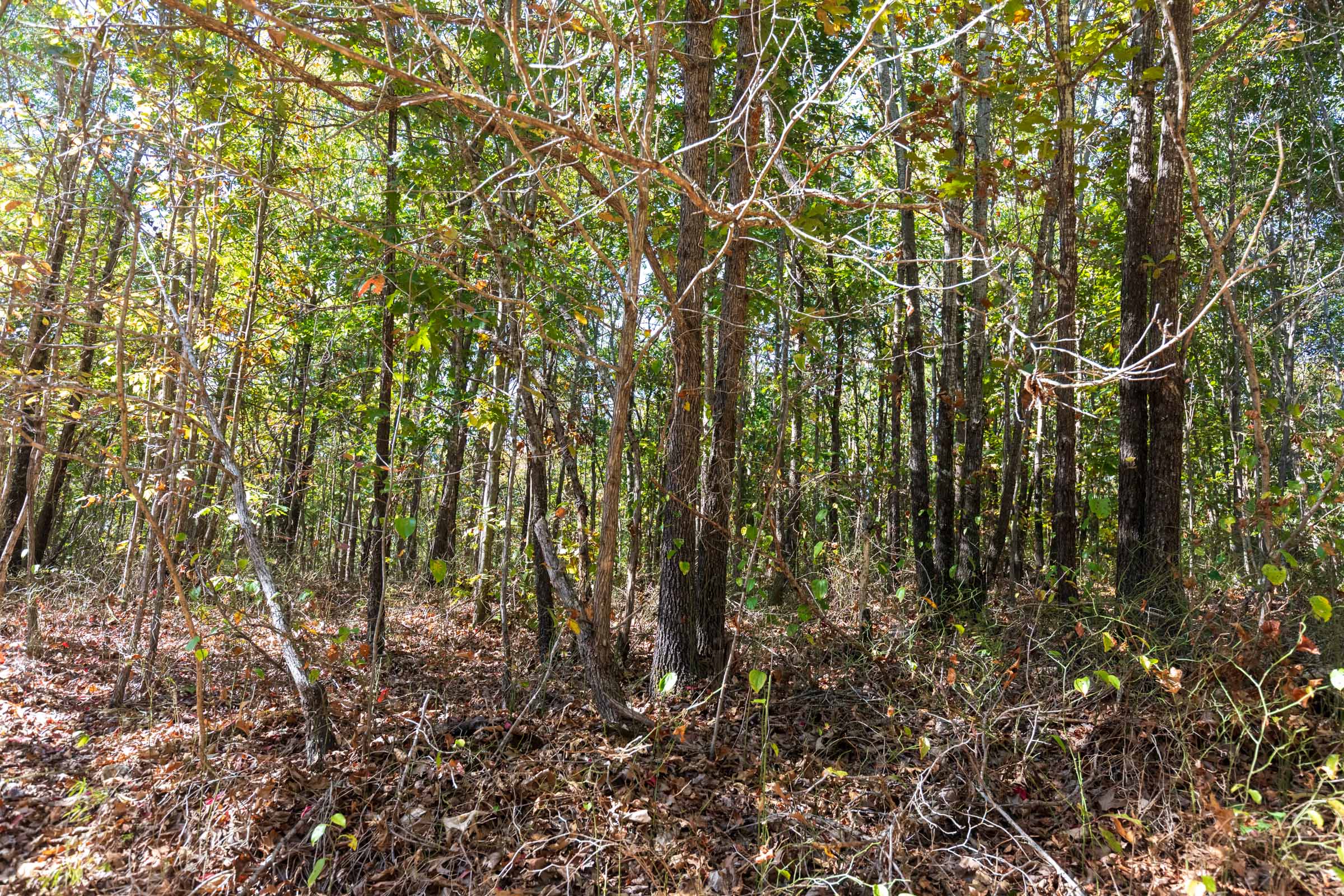 Tract 12 at Bear Brook in Perry County, Tennessee