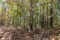 property photo for Bear Brook Tract 12, 12.33 acres for sale in Perry County, Tennessee