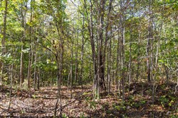 property photo for Bear Brook Tract 12, 12.33 acres for sale in Perry County, Tennessee