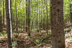 property photo for Bear Brook Tract 13, 10.44 acres for sale in Perry County, Tennessee
