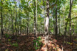 property photo for Bear Brook Tract 13, 10.44 acres for sale in Perry County, Tennessee