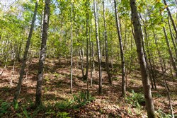 property photo for Bear Brook Tract 13, 10.44 acres for sale in Perry County, Tennessee