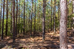 property photo for Bear Brook Tract 14, 9.81 acres for sale in Perry County, Tennessee