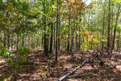 property photo for Bear Brook Tract 14, 9.81 acres for sale in Perry County, Tennessee