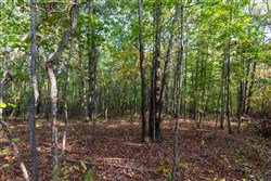 property photo for Bear Brook Tract 15, 11.16 acres for sale in Perry County, Tennessee
