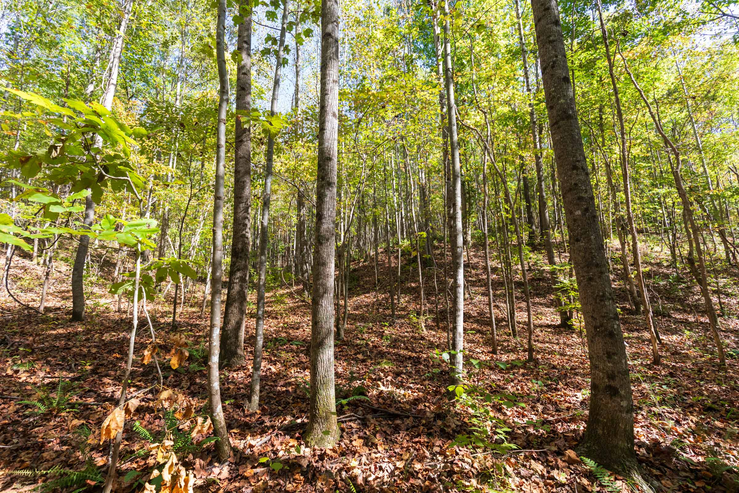 Tract 16 at Bear Brook in Perry County, Tennessee