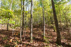 property photo for Bear Brook Tract 16, 10.7 acres for sale in Perry County, Tennessee