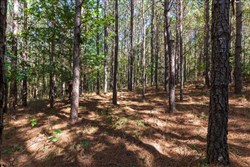 property photo for Bear Brook Tract 17, 11.61 acres for sale in Perry County, Tennessee