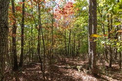 property photo for Bear Brook Tract 17, 11.61 acres for sale in Perry County, Tennessee