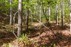 property photo for Bear Brook Tract 18, 12.82 acres for sale in Perry County, Tennessee