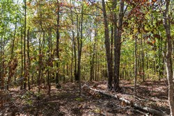 property photo for Bear Brook Tract 18, 12.82 acres for sale in Perry County, Tennessee