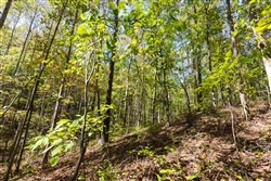 property photo for Bear Brook Tract 18, 12.82 acres for sale in Perry County, Tennessee
