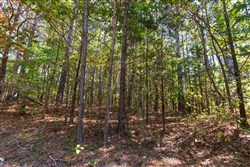 Bear Brook Tract 3