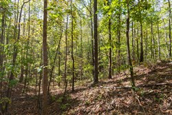 property photo for Bear Brook Tract 4, 10.57 acres for sale in Perry County, Tennessee