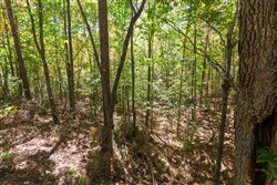 property photo for Bear Brook Tract 5, 8.62 acres for sale in Perry County, Tennessee