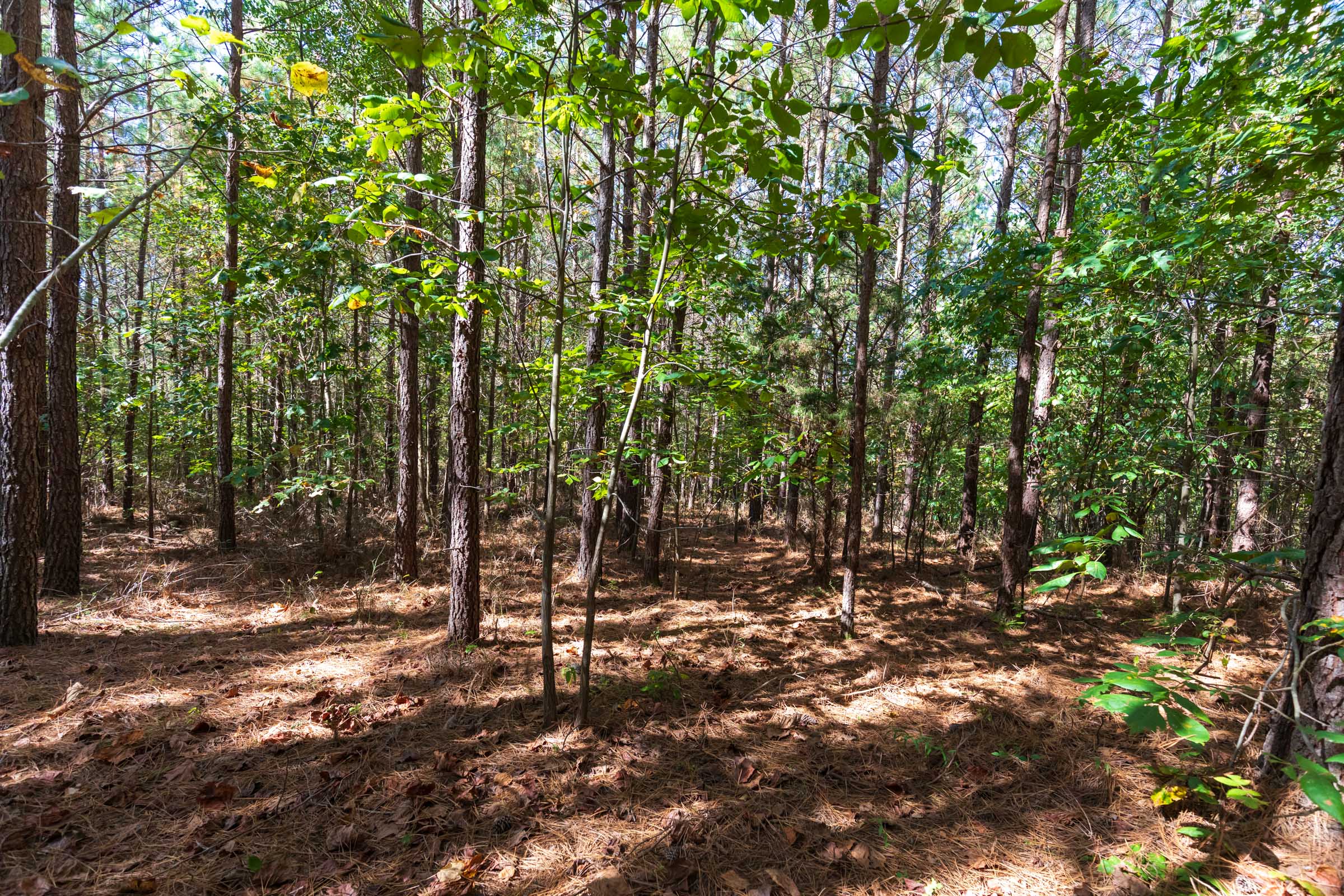 Tract 6 at Bear Brook in Perry County, Tennessee