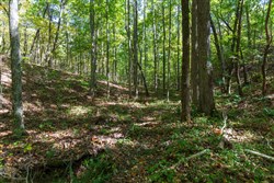 property photo for Bear Brook Tract 7, 11.62 acres for sale in Perry County, Tennessee